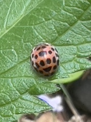 Henosepilachna vigintisexpunctata