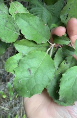 Brachyglottis myrianthos