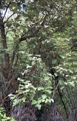 Brachyglottis myrianthos