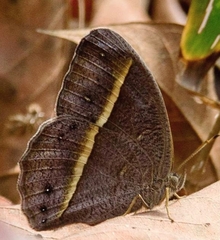 Mycalesis lepcha