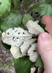 Brachyglottis myrianthos