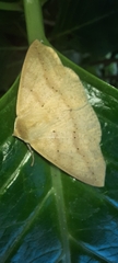 Cratoptera