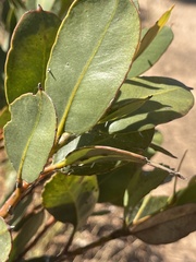 Eucalyptus stoatei