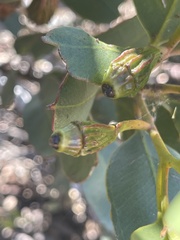 Eucalyptus stoatei