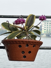 Pleroma semidecandrum