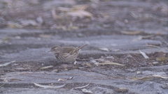 Anthus