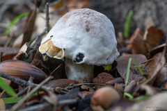 Hypomyces