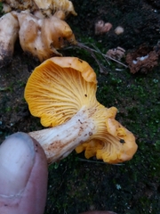 Cantharellus pallens