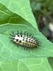 Henosepilachna vigintisexpunctata