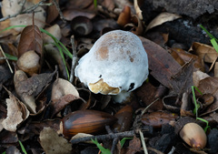 Hypomyces