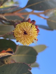 Eucalyptus stoatei