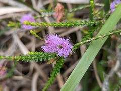 Melaleuca gibbosa
