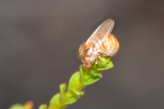 Mythicomyiidae