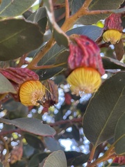 Eucalyptus stoatei