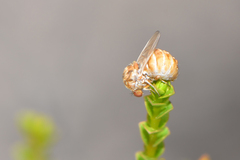 Mythicomyiidae