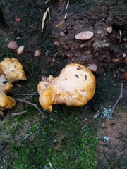 Cantharellus pallens