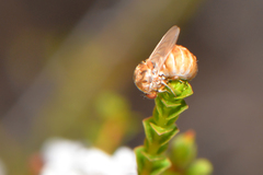 Mythicomyiidae