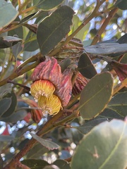 Eucalyptus stoatei