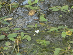 Sagittaria graminea
