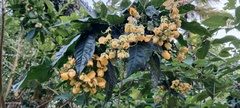 Senna hayesiana