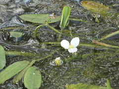 Sagittaria graminea