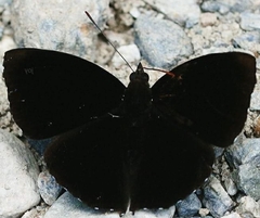 Rohana tonkiniana