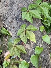 Tetrastigma obtectum glabrum