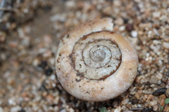 Glyptostoma gabrielense