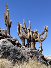 Trichocereus atacamensis