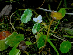 Sagittaria graminea