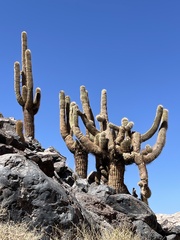 Trichocereus atacamensis