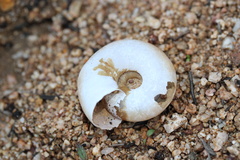 Glyptostoma gabrielense
