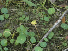 Hydrocotyle umbellata