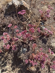 Chorizanthe douglasii