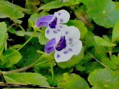 Lindernia grandiflora