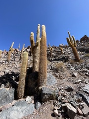 Trichocereus atacamensis
