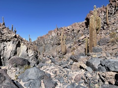 Trichocereus atacamensis