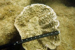 Turbinaria