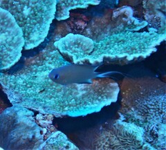 Pycnochromis amboinensis