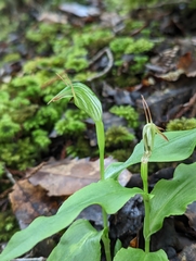 Pterostylis auriculata
