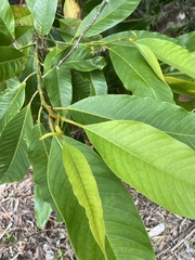 Magnolia champaca