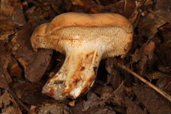 Hydnum subolympicum