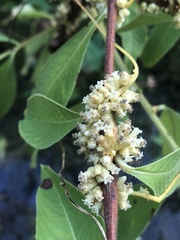 Cuscuta compacta
