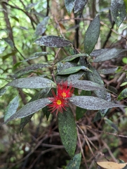 Metrosideros umbellata