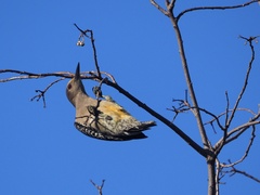Melanerpes aurifrons