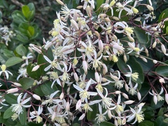 Clematis crassifolia