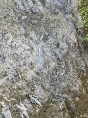 Oncorhynchus kisutch