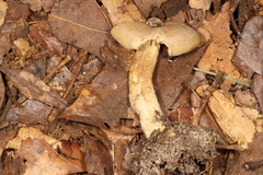 Tricholoma odorum