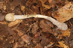 Amanita suballiacea