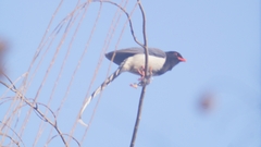 Urocissa erythroryncha